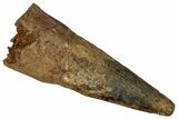 Bargain, Fossil Spinosaurus Tooth - Real Dinosaur Tooth #355744-1
